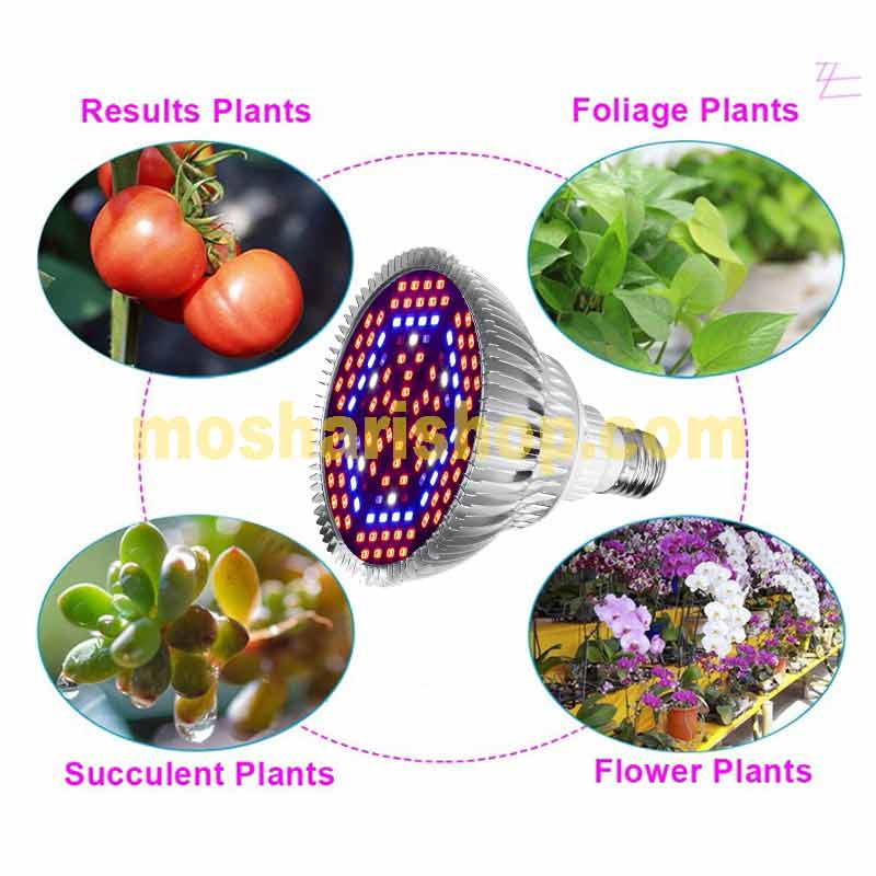 پرورش گوجه فرنگی با نور ال ای دی در گلخانه