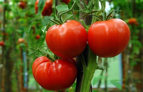 نحوه پرورش گوجه فرنگی با لامپ ال ای دی در فضای داخلی